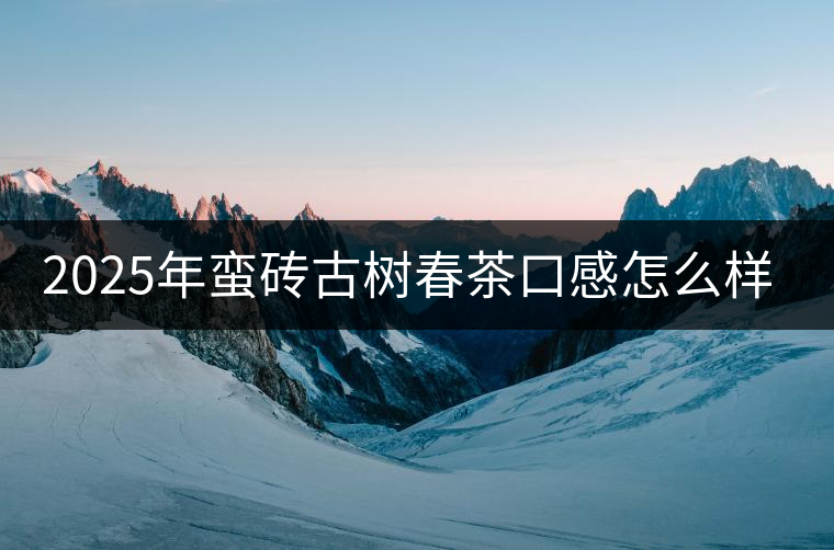 2025年蠻磚古樹春茶口感怎么樣？