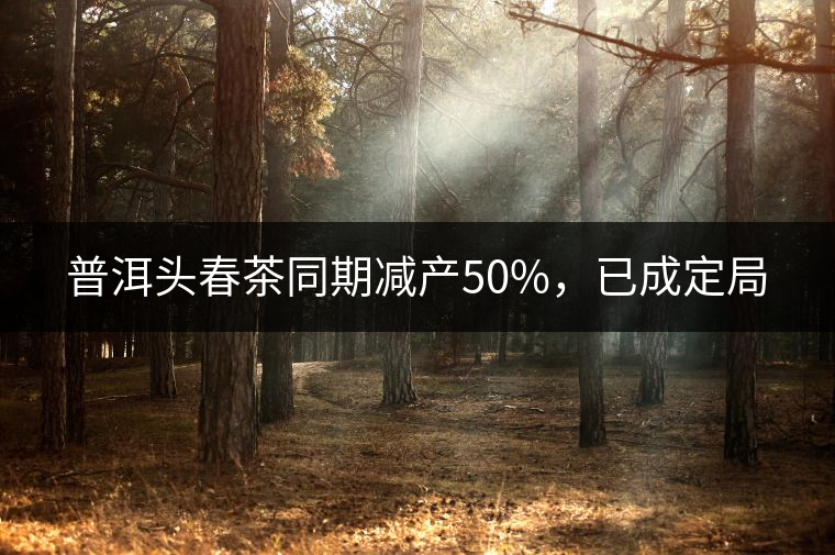 普洱頭春茶同期減產(chǎn)50%，已成定局