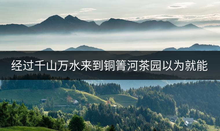 經(jīng)過千山萬水來到銅箐河茶園以為就能收到茶了？