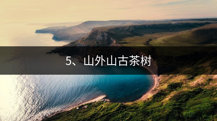 5、山外山古茶樹