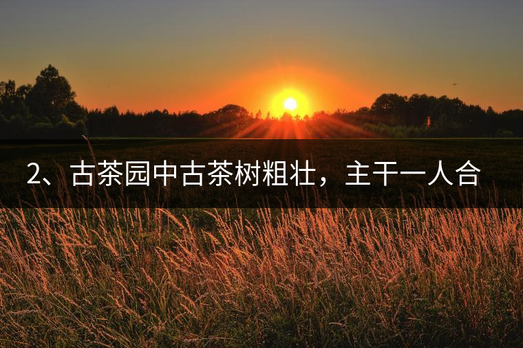 2、古茶園中古茶樹粗壯，主干一人合圍吃力，枝杈壯碩