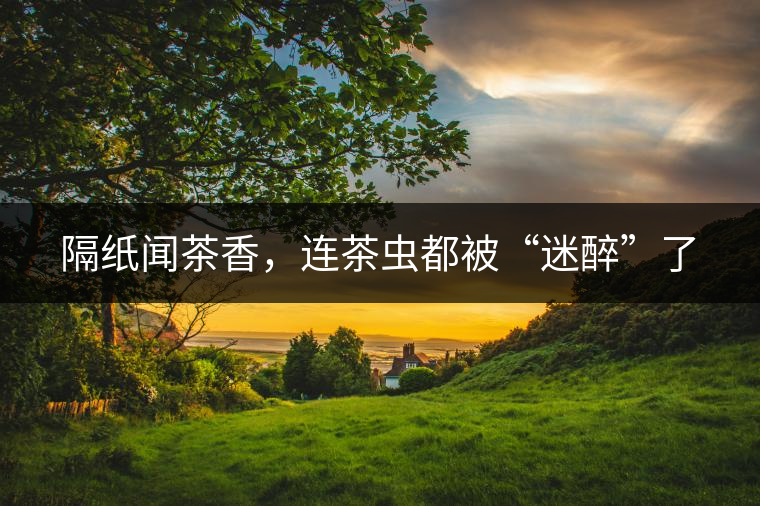 隔紙聞茶香，連茶蟲(chóng)都被“迷醉”了