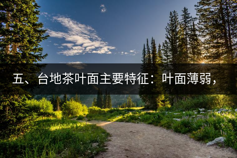 五、臺(tái)地茶葉面主要特征：葉面薄弱，如薄紙易折;沖泡之后無(wú)力恢復(fù)彈性，甚至多次沖泡也不能展開(kāi)，葉子愈薄愈差。