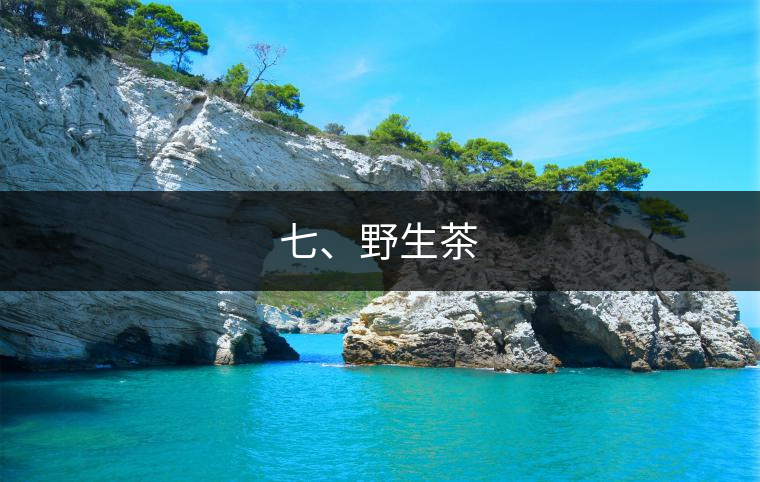 七、野生茶