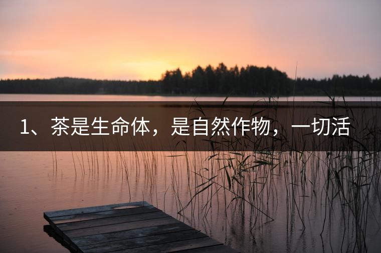 1、茶是生命體，是自然作物，一切活動受自然規(guī)律影響。