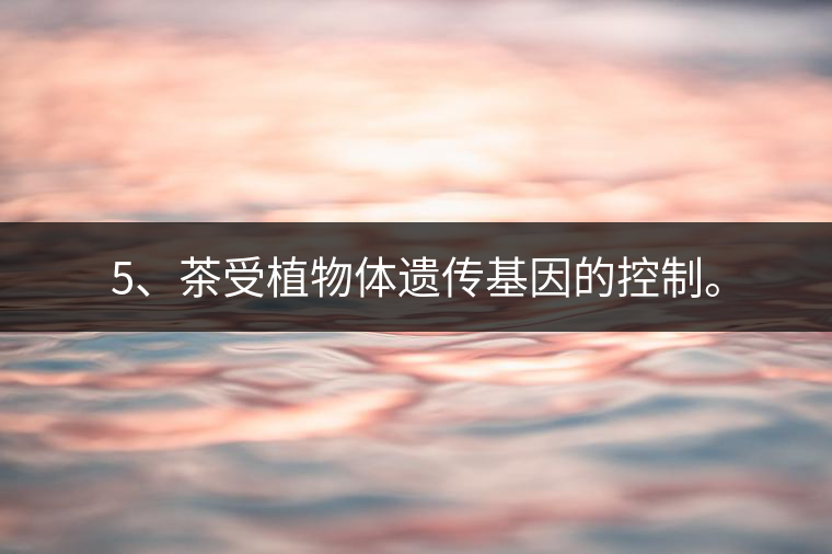 5、茶受植物體遺傳基因的控制。