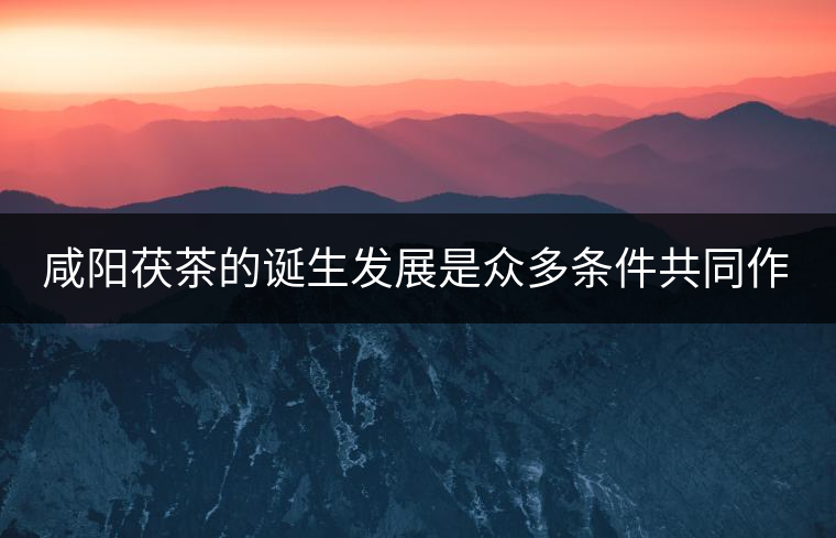 咸陽茯茶的誕生發(fā)展是眾多條件共同作用的結(jié)果。