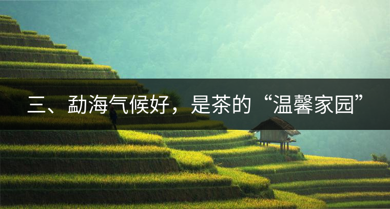 三、勐海氣候好，是茶的“溫馨家園”