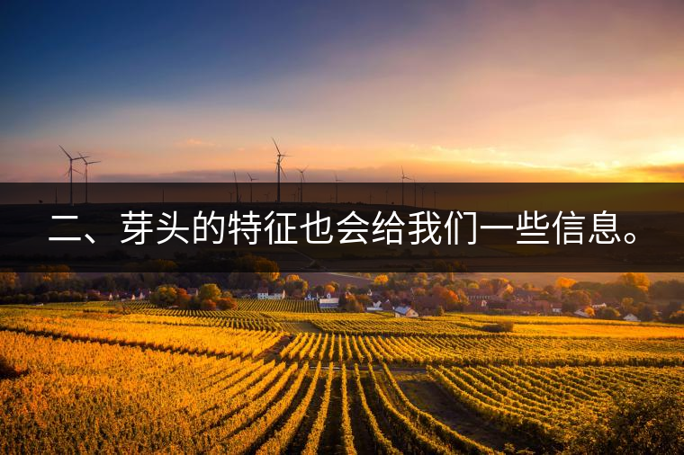 二、芽頭的特征也會給我們一些信息。