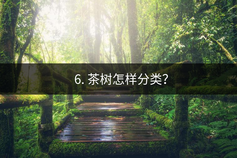 ? 6. 茶樹怎樣分類？