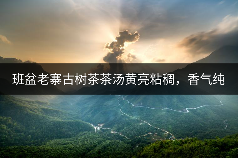 班盆老寨古樹茶茶湯黃亮粘稠，香氣純高，滋味清甜柔順，略苦澀，苦澀不會持久1-2秒后轉(zhuǎn)為甘甜，喉嚨清爽無燥感，舌面回甘，生津持久，外形條索油亮，肥大顯毫、葉脈清晰、葉質(zhì)軟。茶氣強勁、韻味回繞時間極長，滋味釅醇，茶氣凜冽，回甘生津較猛，喉韻較深。幾杯下肚有較為明顯的體感表現(xiàn)（背脊、額頭發(fā)汗），沒有其他雜味。