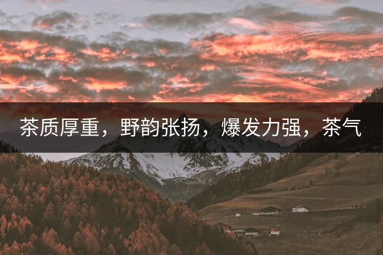 茶質(zhì)厚重，野韻張揚(yáng)，爆發(fā)力強(qiáng)，茶氣十足