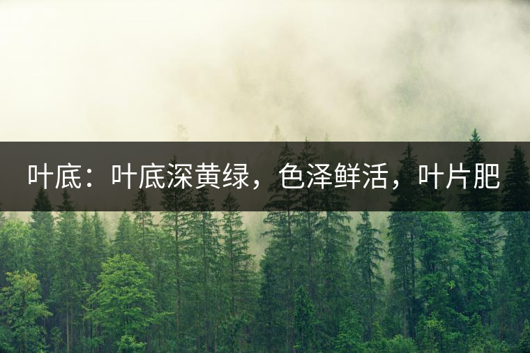 葉底：葉底深黃綠，色澤鮮活，葉片肥厚，梗莖肥壯，而且非常柔韌。