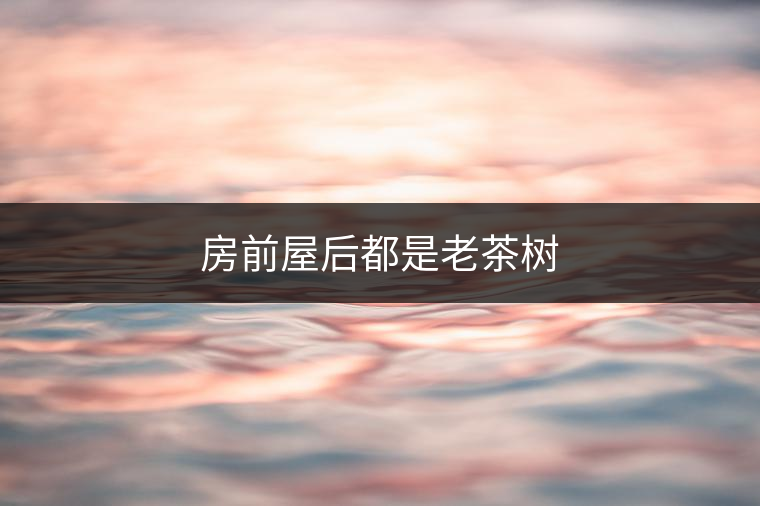 房前屋后都是老茶樹(shù) 房前屋后都是老茶樹(shù)