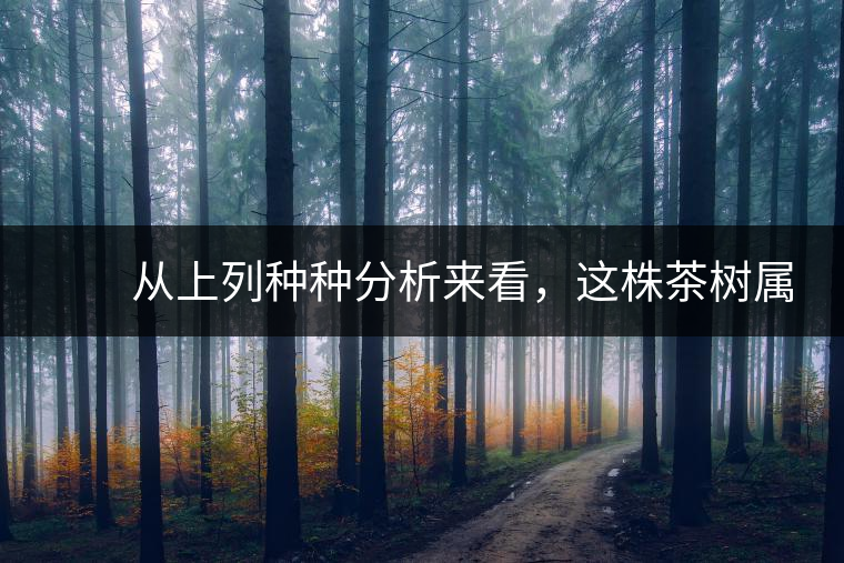 　　從上列種種分析來看，這株茶樹屬野生類型應(yīng)無疑問。