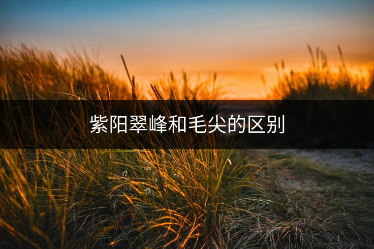 紫陽翠峰和毛尖的區(qū)別 紫陽翠峰和毛尖的區(qū)別