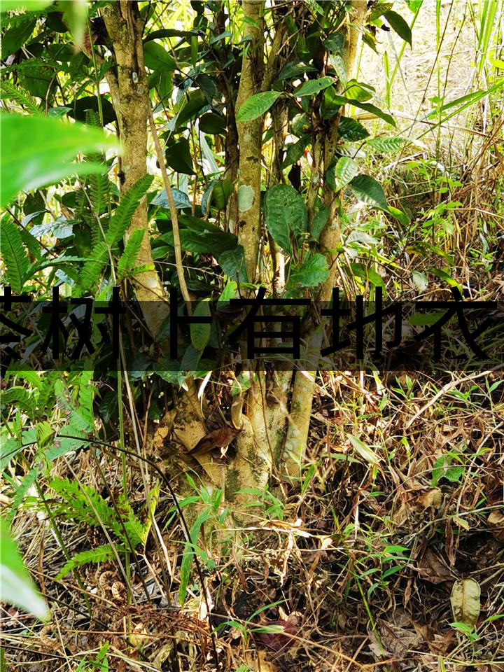 茶樹上有地衣或苔蘚是不是有害的？-1