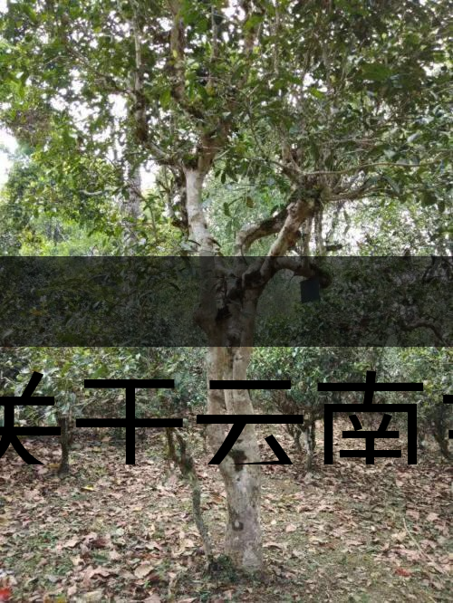 有關(guān)于云南主要茶產(chǎn)區(qū)（臨滄市）的介紹！