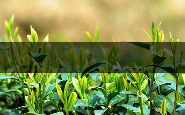 不同的身體癥狀分別該喝什么茶？