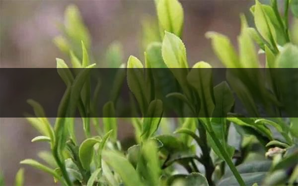 什么是雨前茶？雨前茶有何特點？