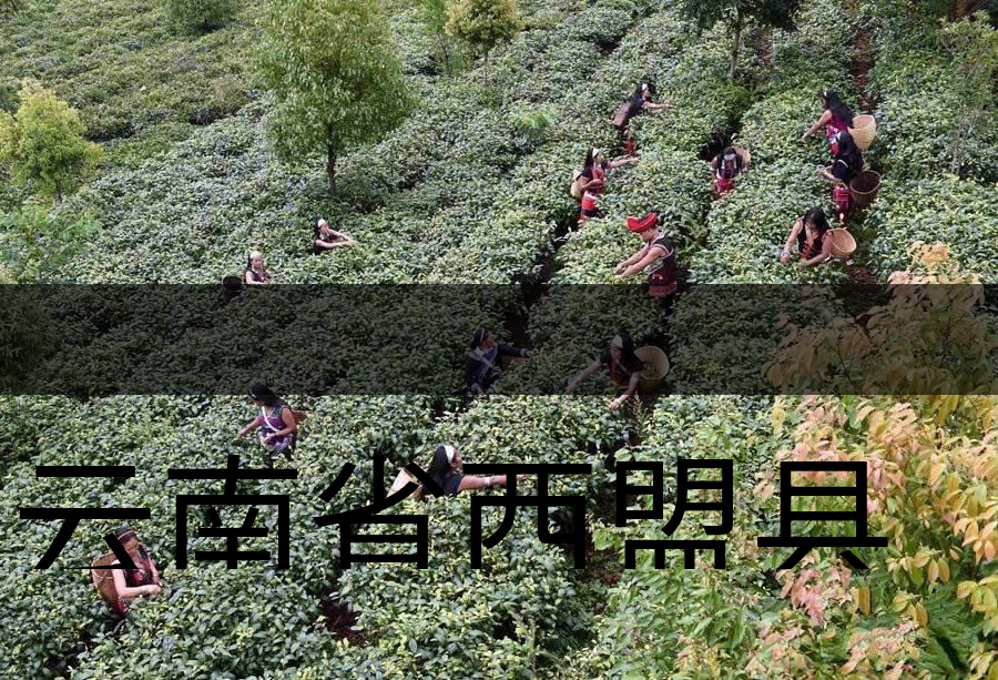云南省西盟縣茶業(yè)概況簡(jiǎn)述（下篇）