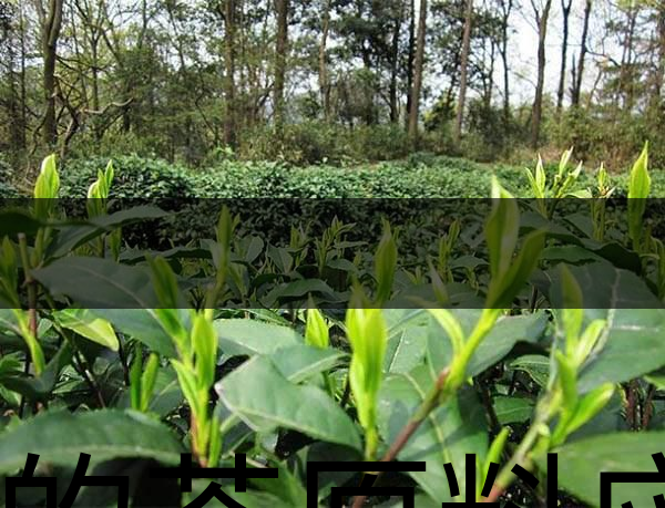 好的茶原料應具備的幾個必要條件？