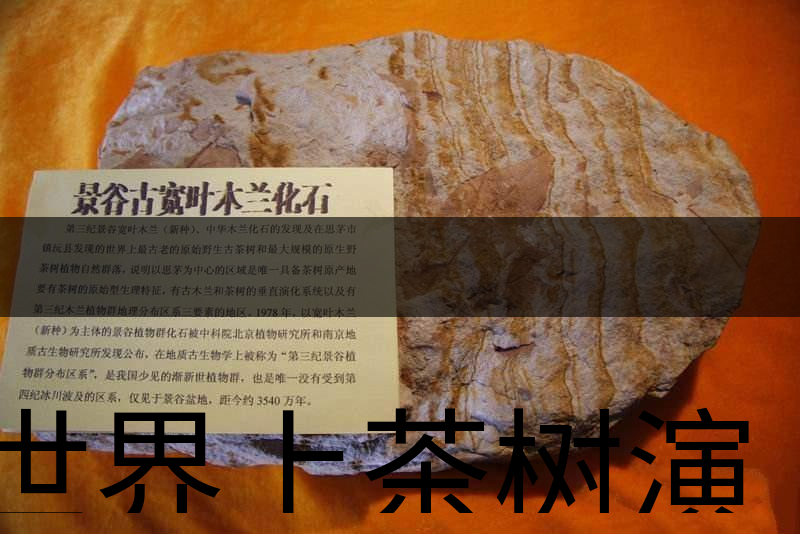 世界上茶樹演化的始祖是不是寬葉木蘭化石？