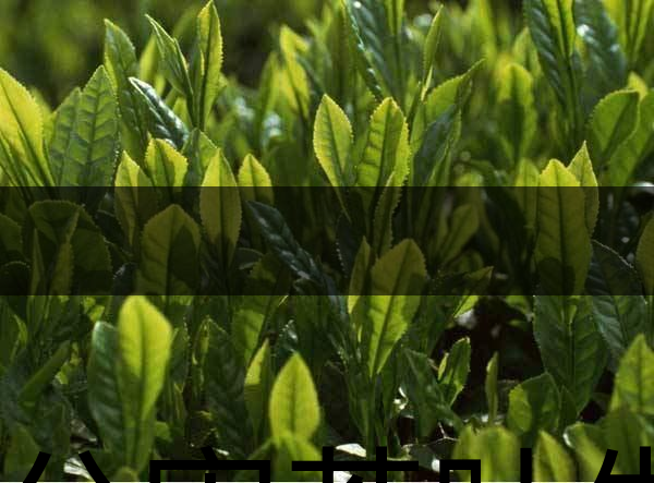 無公害茶葉生產規(guī)范的條件有哪些？（上篇）