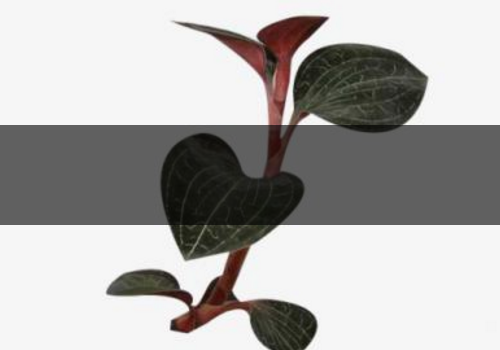 金線蓮能治痛風嗎-能降血壓嗎