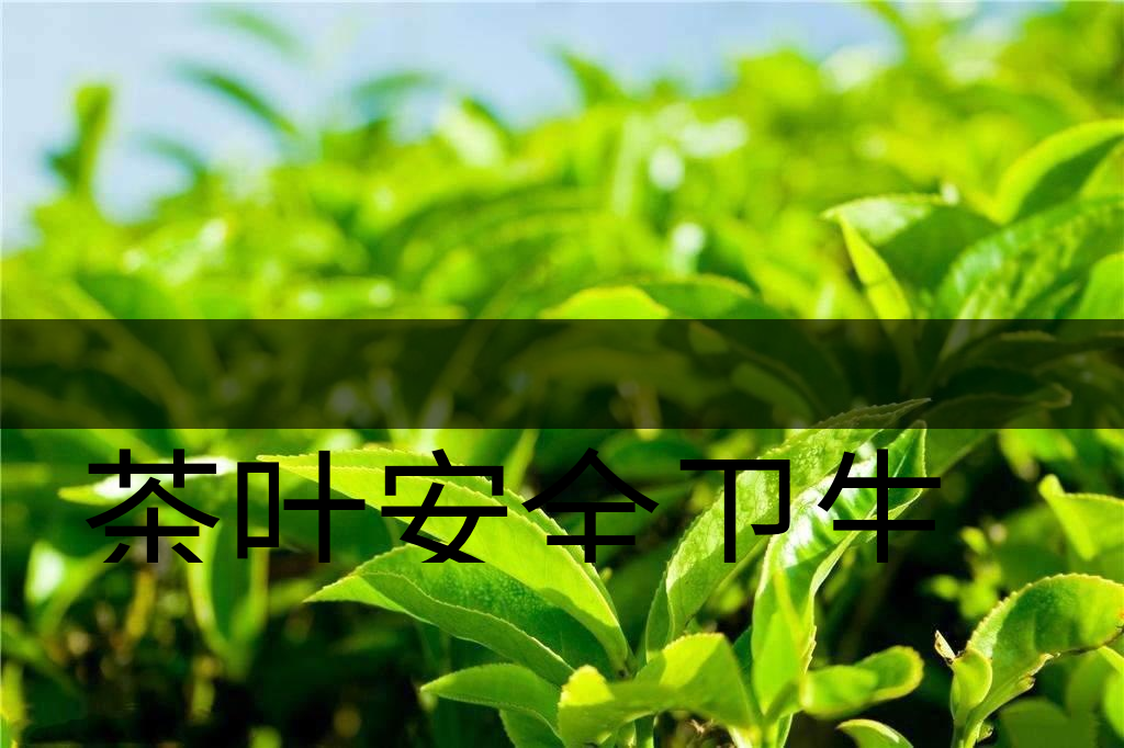 茶葉安全衛(wèi)生與我國相關法規(guī)管理體系簡述（叁）-1