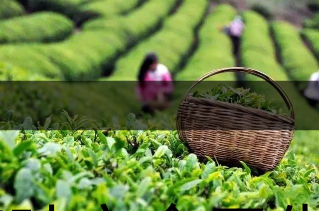 茶葉安全衛(wèi)生與我國相關法規(guī)管理體系簡述（壹）-1