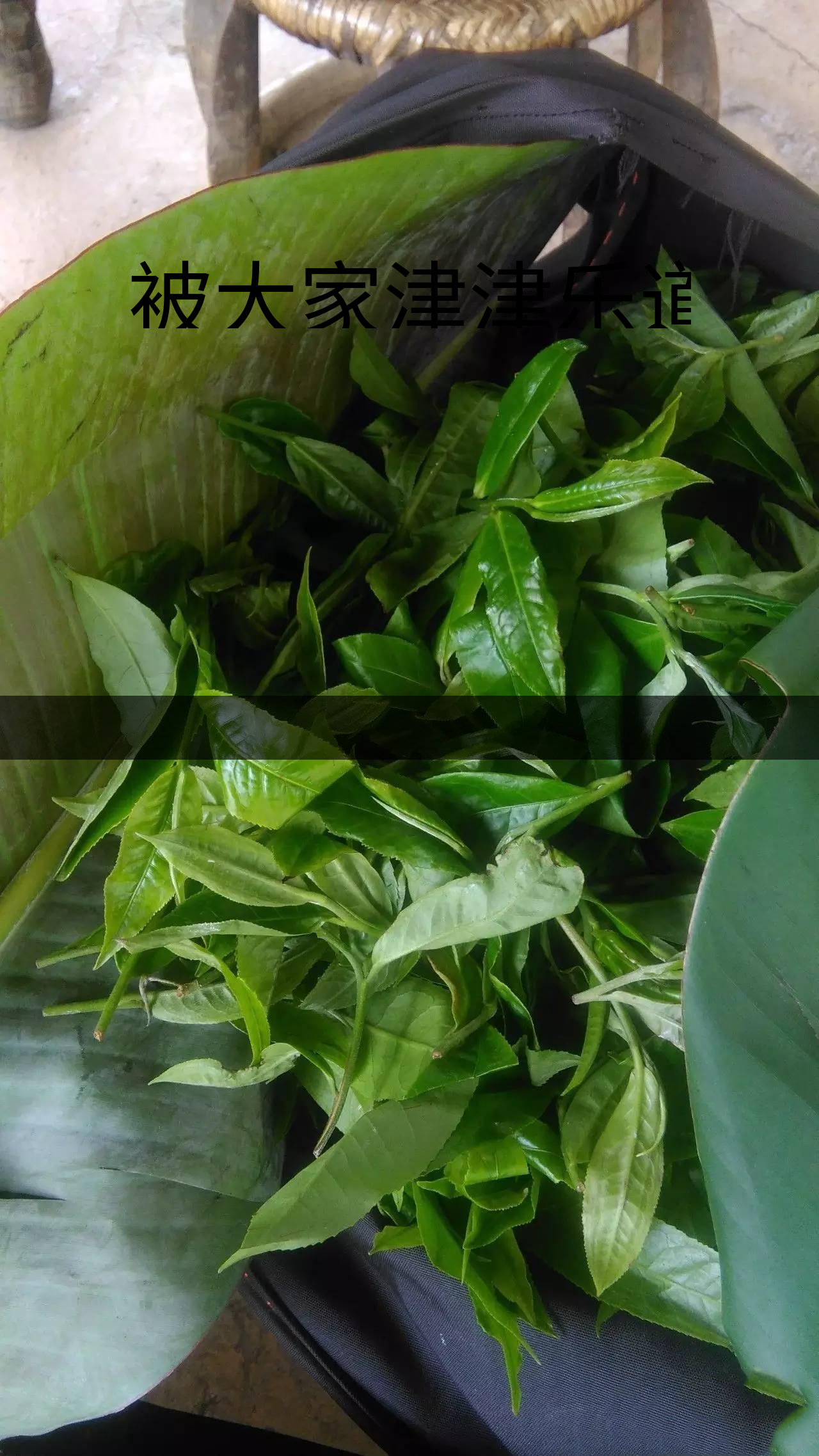 被大家津津樂道的森林茶，你知道是什么？-1-1