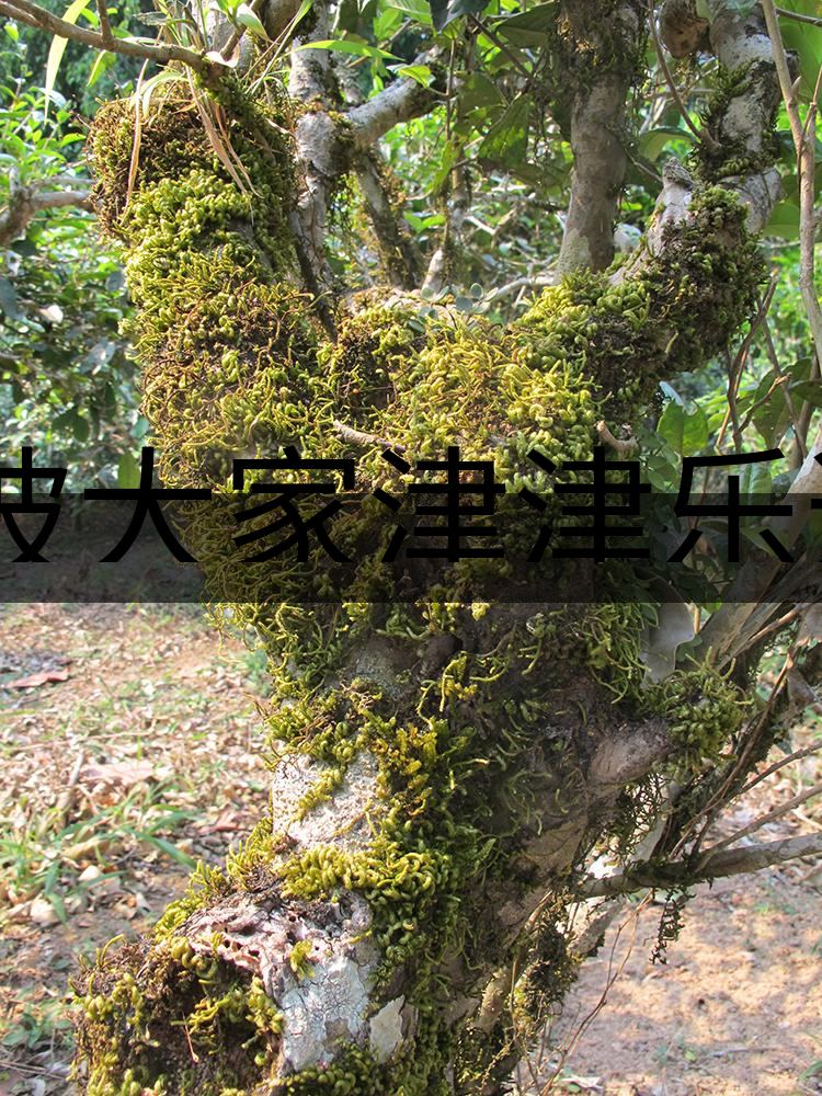 被大家津津樂道的森林茶，你知道是什么？-3-1