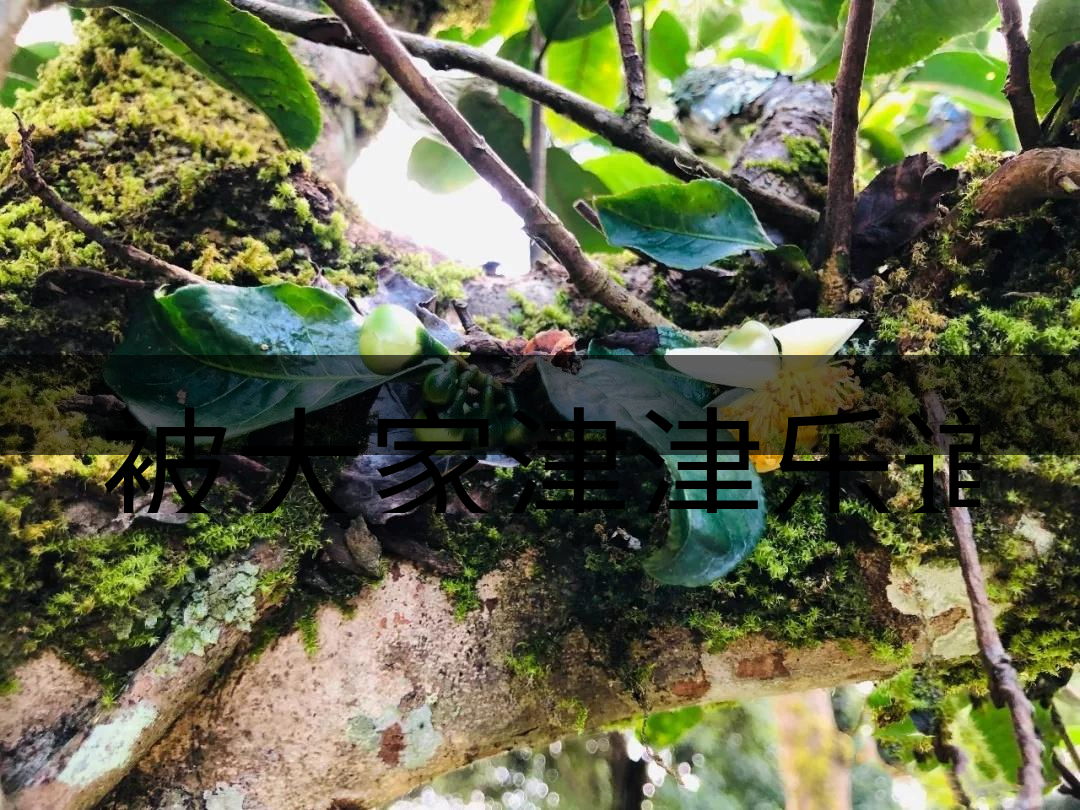 被大家津津樂道的森林茶，你知道是什么？-4-1