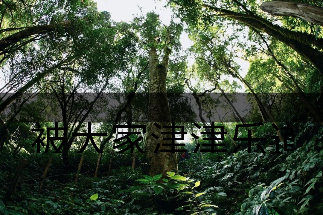 被大家津津樂道的森林茶，你知道是什么？-6-1