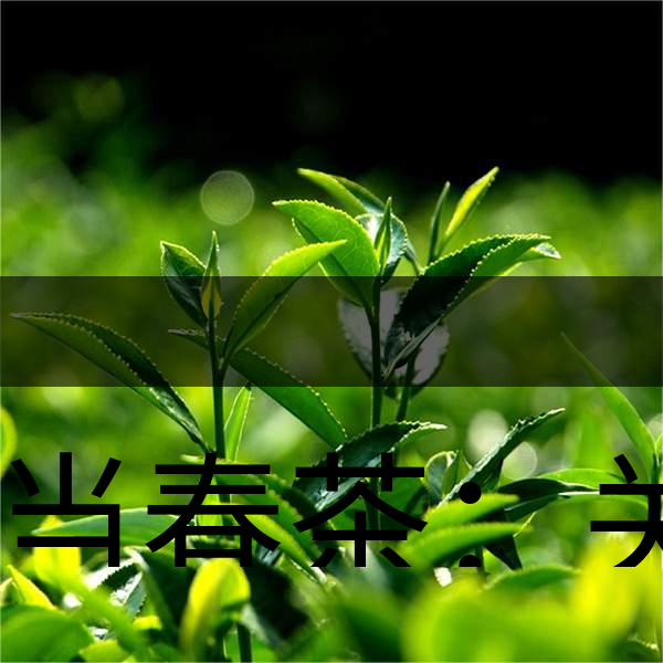 正當春茶：關于這些茶知識你知道嗎？-1