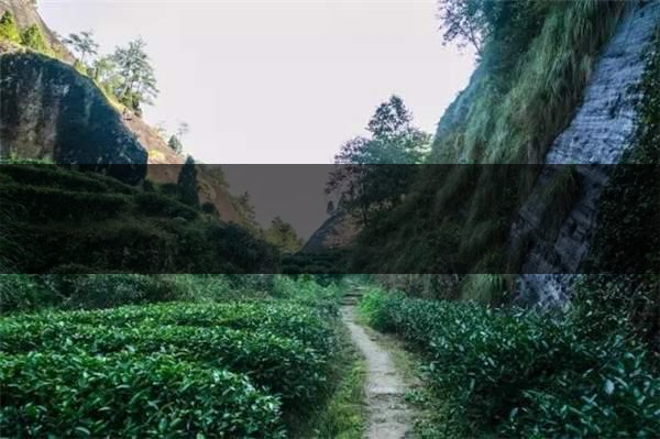 喝武夷山巖茶的香，什么是工藝香？-3