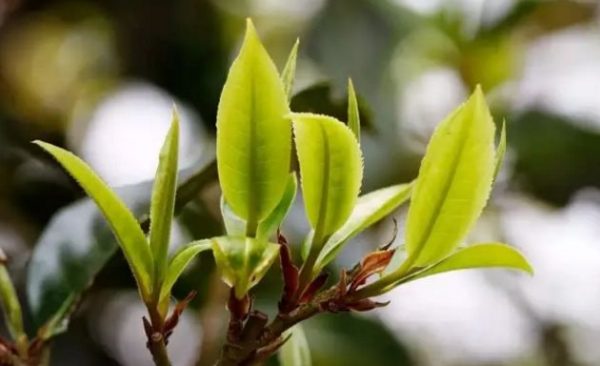 一杯刮風寨，邂逅山野之韻