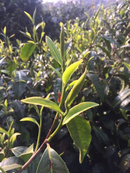 為什么古樹普洱春茶這么受追捧？