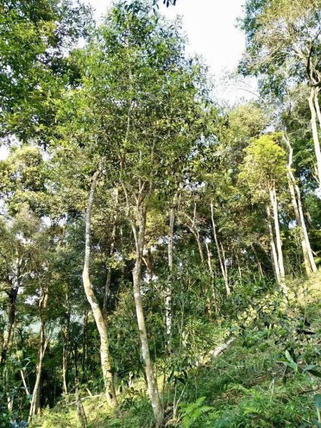 你喝不出來的“高桿古樹”或許就是一個(gè)偽概念、偽命題