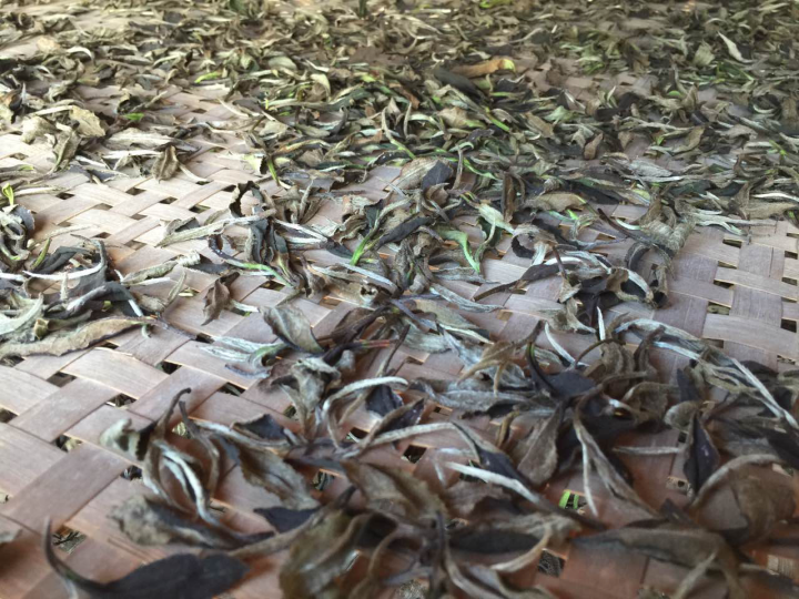 2020年普洱春茶的故事你想好了嗎？