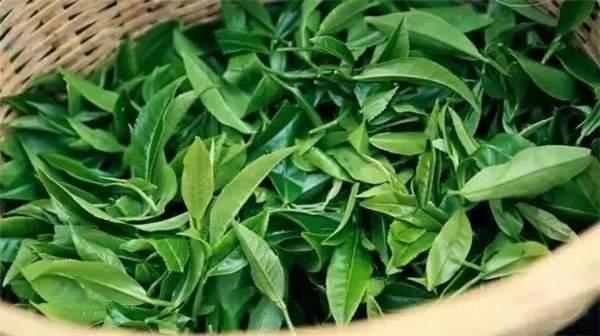 2021年曼秀古樹茶，易武的超級黑馬