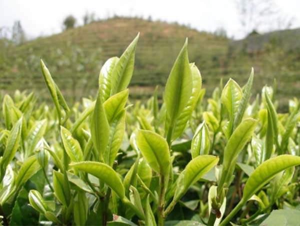 春茶到底好在哪里？