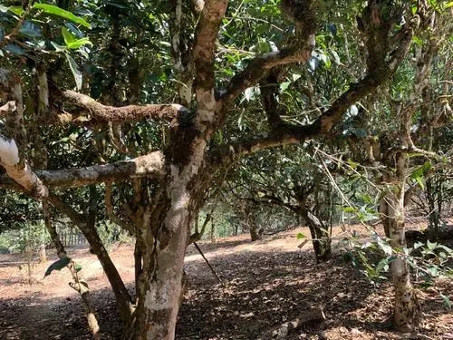 2021年磨烈古樹秋茶特點？