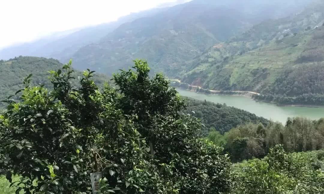 2021年單論茶氣，冰島也不如它-磨烈古樹秋