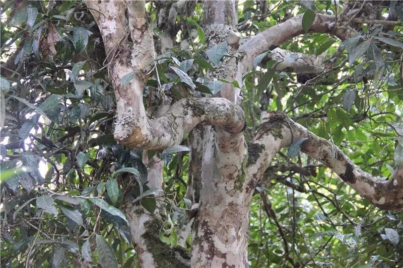 2021小戶賽古樹秋茶與冰島茶哪里不一樣？