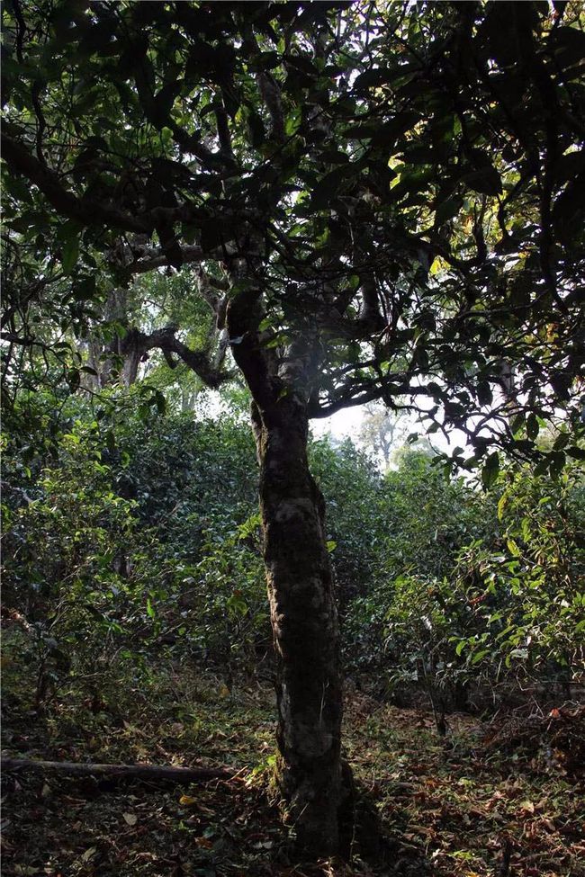 2021年大戶賽古樹秋茶特點(diǎn)？