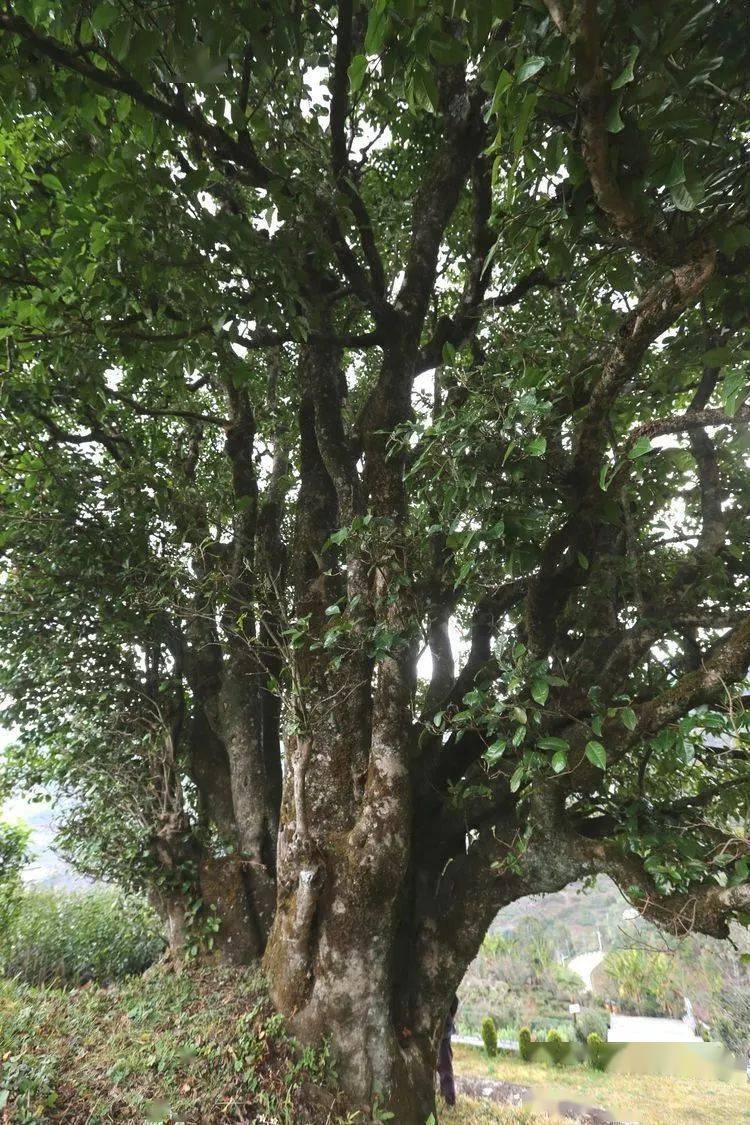 2021臨滄大戶賽秋茶因何被稱為潛力股？