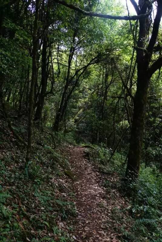 2021年大戶賽古樹秋茶價格是多少？