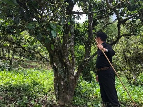 2021年大雪山古樹秋茶特點？